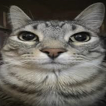 FrostedX Official Roblox Group