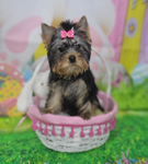 Leah's Pookies