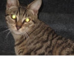 Scooter the Cat Studio