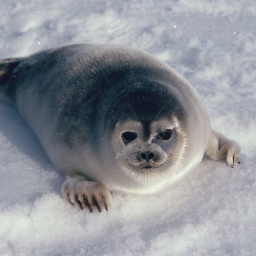 Seal homelands