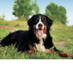 Doggooooooooooo