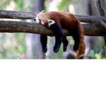 Red pandas forever squad