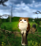 awesome meowl Group Thumbnail