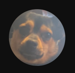 Thedumbdog