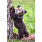 Bear friends!