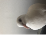 #FLOOF Squad