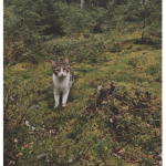 ForestAnimals