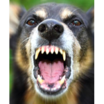 Doggang27