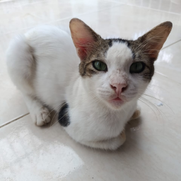 Gatito