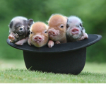 preppy piggys
