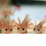 Axolotl Hangout Group!
