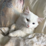 Lilly stella