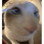 r0bl0x1ans