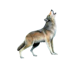 Minnesota Coyotes arena icon