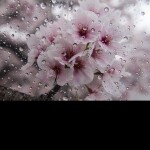雨Rainy Blossoms.雨