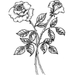 The Order of the White Rose