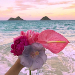 Flower-hibiscus