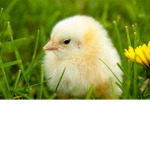 Chicken egg9