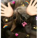 Crazy cat’s clothing :3