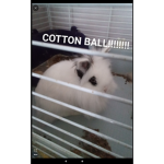 Bunny group!And cotton ball group!
