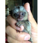 MyMonkeySquad!