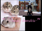 ~-Hammz hamsters-~