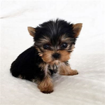 Puppies fan group <3