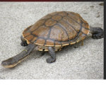 I didn’t know that turtles have long neck