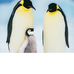 Penguins squad!