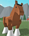 Falkors Foals Academy
