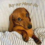 ~Dachshund Designs~