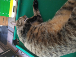 Kitty cat gun