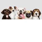 DogFace Squad