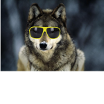 Wolf Bro Pack