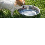 UR DOG WATER by Karam