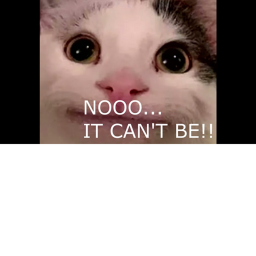 cat gang