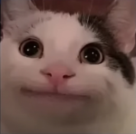 Cats are very nice