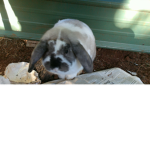 Da fluffeh bunneh group of cuteness