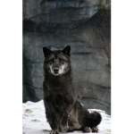 Wolf Lovers United Family