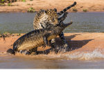 Animal Fight Club
