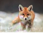 Foxies for life
