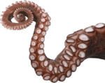 kiwi hold