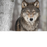 Char's Wolf Club