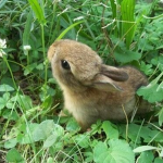 /bunniescloset