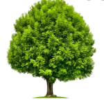 We The Trees
