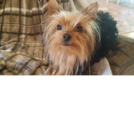 Honey puppy
