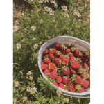 Aesthetic Strawberry’$