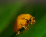 The Lil Bug Foundation