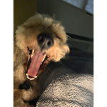 Tijuananana