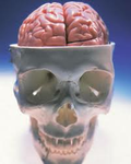 Rotting Brain Studios